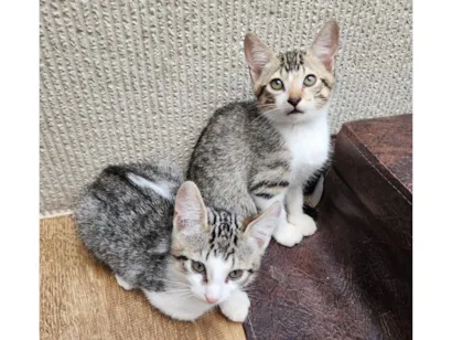 Gato raça SRD-ViraLata idade 2 a 6 meses nome Mala e Sara