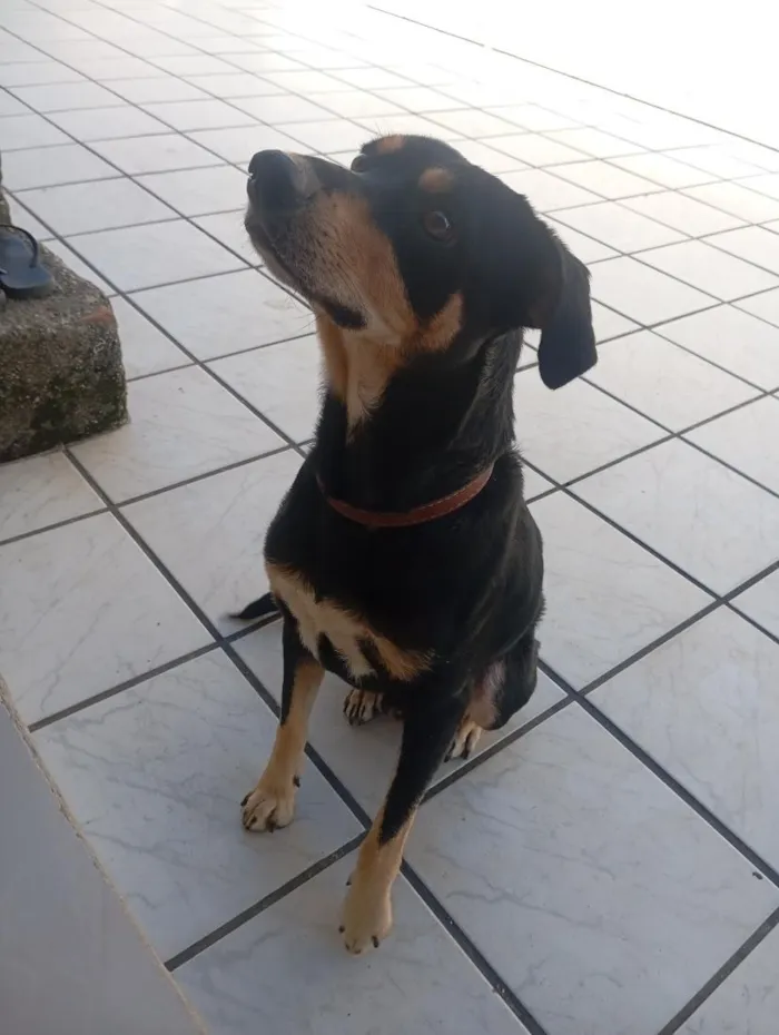 Cachorro raça SRD-ViraLata idade 3 anos nome Kadu 