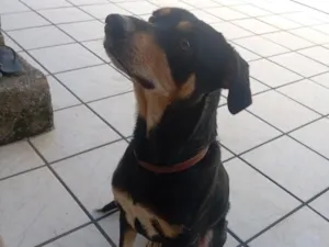 Cachorro raça SRD-ViraLata idade 3 anos nome Kadu 