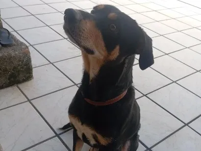 Cachorro raça SRD-ViraLata idade 3 anos nome Kadu 