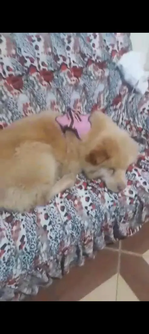 Cachorro raça SRD-ViraLata idade 5 anos nome Madalena