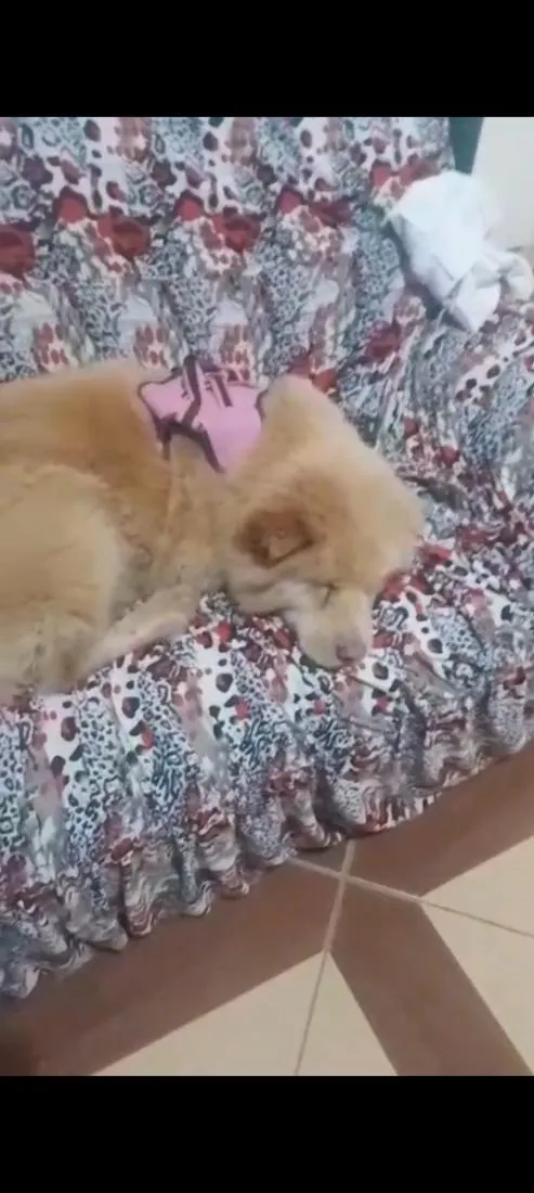 Cachorro raça SRD-ViraLata idade 5 anos nome Madalena