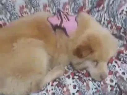 Cachorro raça SRD-ViraLata idade 5 anos nome Madalena