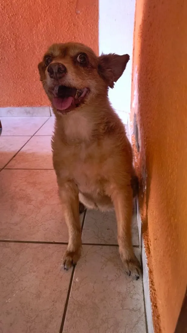 Cachorro raça SRD-ViraLata idade 6 ou mais anos nome LAILA