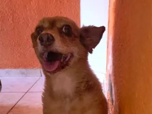 Cachorro raça SRD-ViraLata idade 6 ou mais anos nome LAILA
