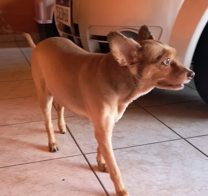 Cachorro raça SRD-ViraLata idade 6 ou mais anos nome LAILA