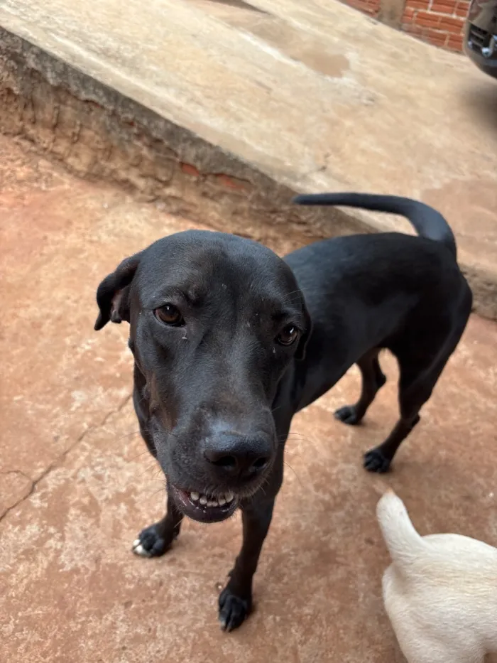 Cachorro raça SRD-ViraLata idade 1 ano nome Perpétua 