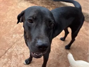 Cachorro raça SRD-ViraLata idade 1 ano nome Perpétua 