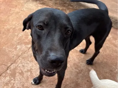 Cachorro raça SRD-ViraLata idade 1 ano nome Perpétua 