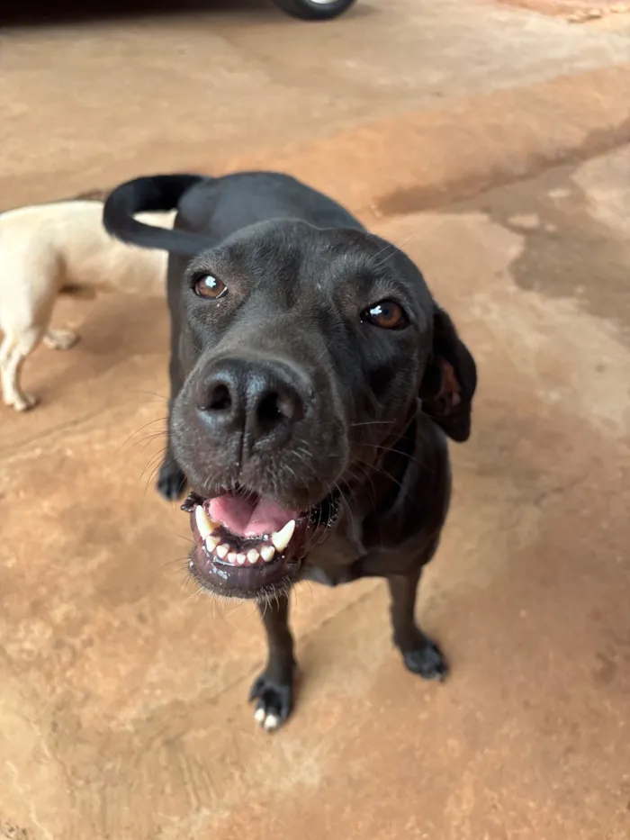 Cachorro raça SRD-ViraLata idade 1 ano nome Perpétua 