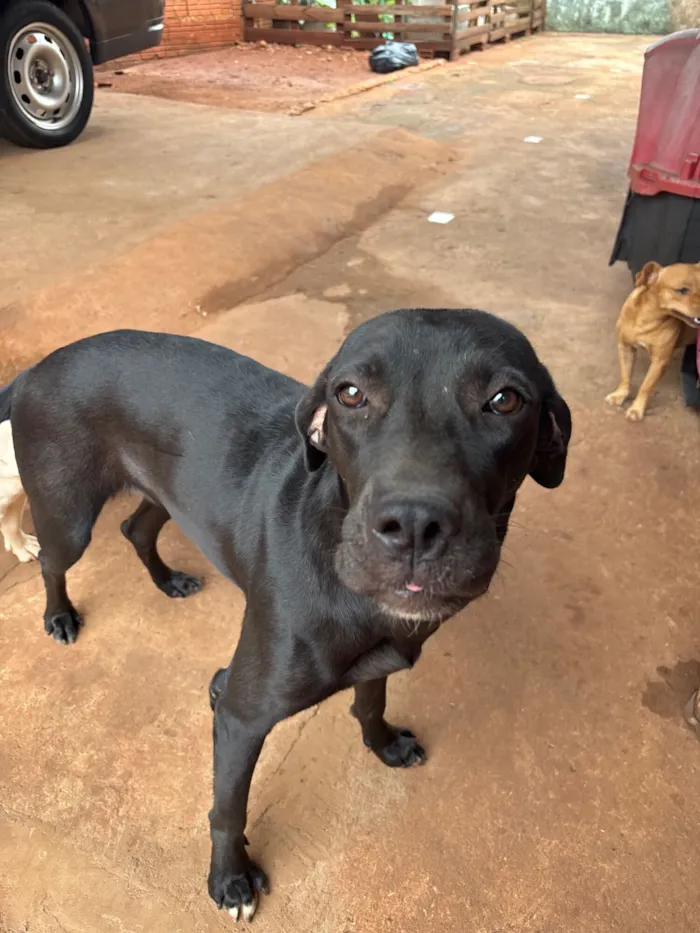 Cachorro raça SRD-ViraLata idade 1 ano nome Perpétua 