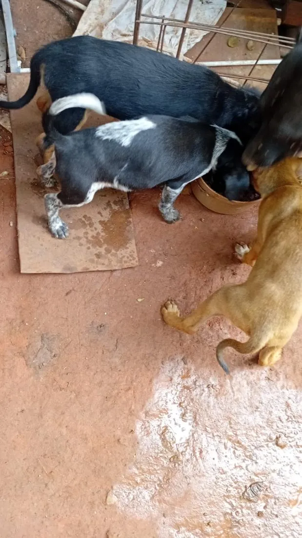 Cachorro raça SRD-ViraLata idade 2 a 6 meses nome cachorro 