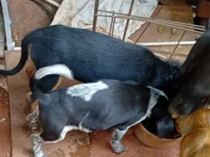 Cachorro raça SRD-ViraLata idade 2 a 6 meses nome cachorro 