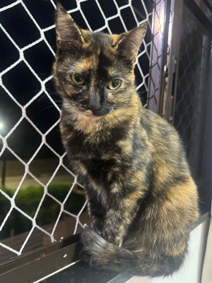 Cachorro raça SRD-ViraLata idade Abaixo de 2 meses nome A definir 