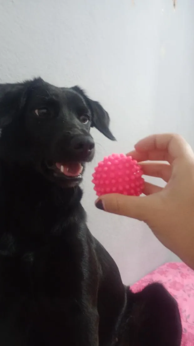 Cachorro raça SRD-ViraLata idade 7 a 11 meses nome Amora 