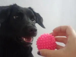 Cachorro raça SRD-ViraLata idade 7 a 11 meses nome Amora 