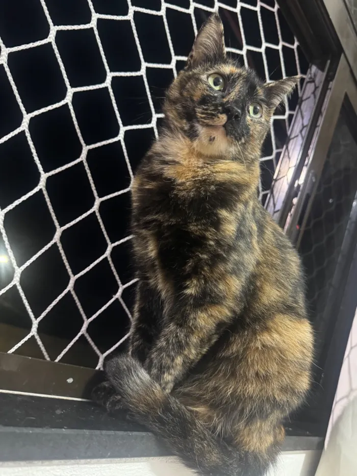 Gato raça SRD-ViraLata idade 2 anos nome Luna 