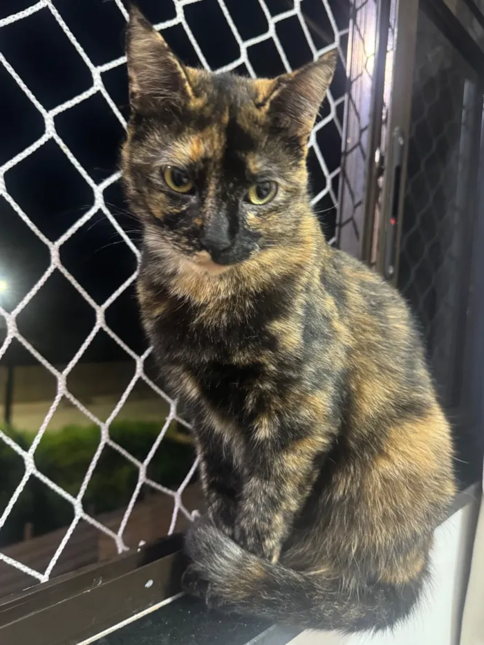 Gato raça SRD-ViraLata idade 2 anos nome Luna 