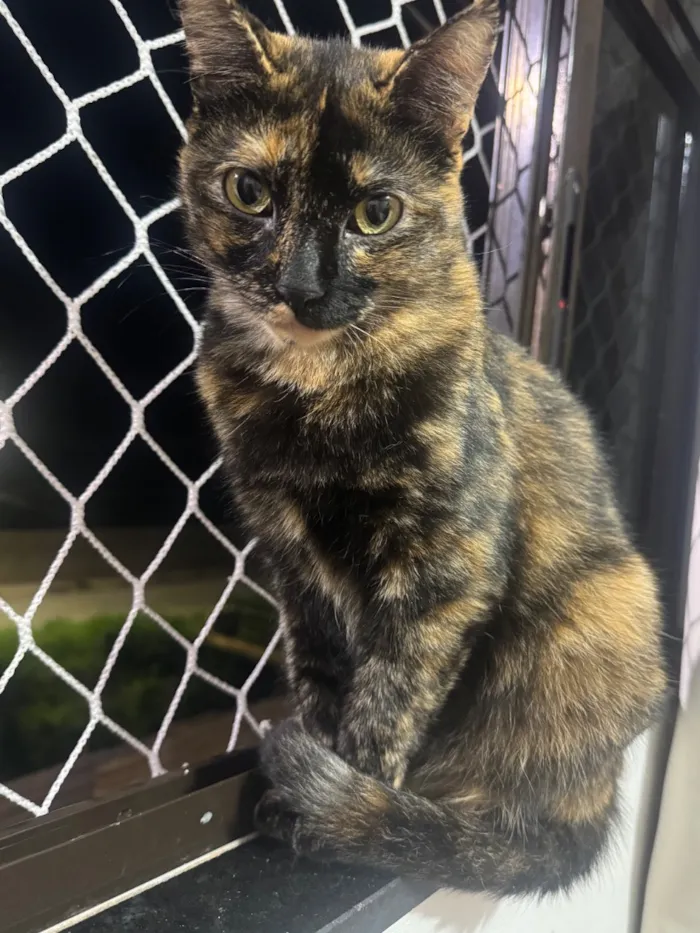 Gato raça SRD-ViraLata idade 2 anos nome Luna 