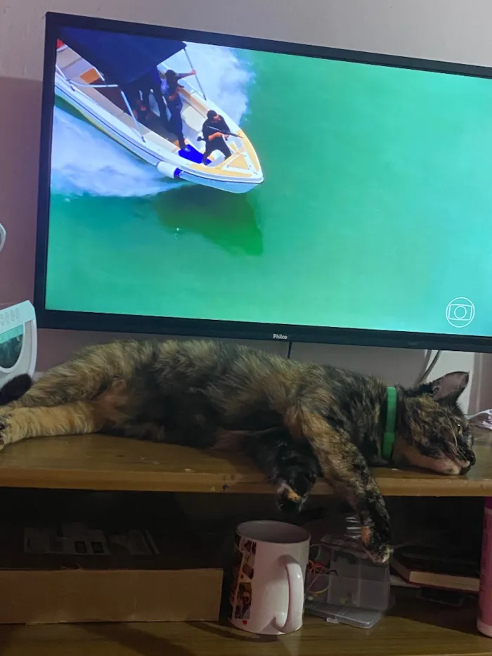 Gato raça SRD-ViraLata idade 2 anos nome Luna 