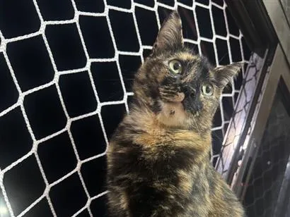 Gato raça SRD-ViraLata idade 2 anos nome Luna 