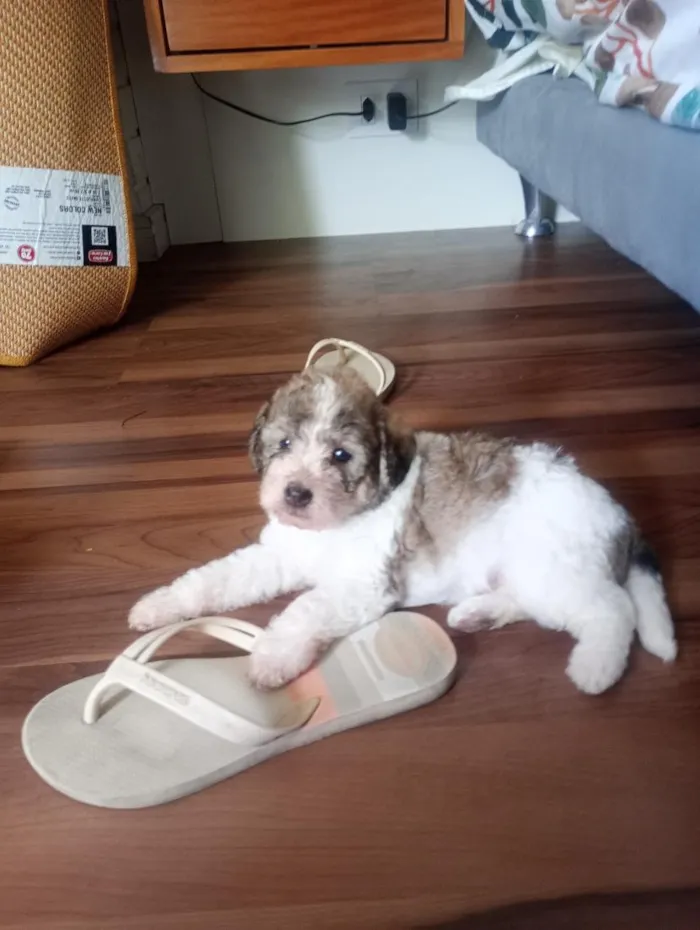 Cachorro raça SRD-ViraLata idade 2 a 6 meses nome Joca