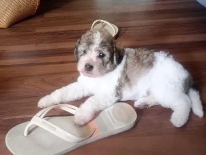 Cachorro raça SRD-ViraLata idade 2 a 6 meses nome Joca