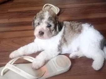 Cachorro raça SRD-ViraLata idade 2 a 6 meses nome Joca