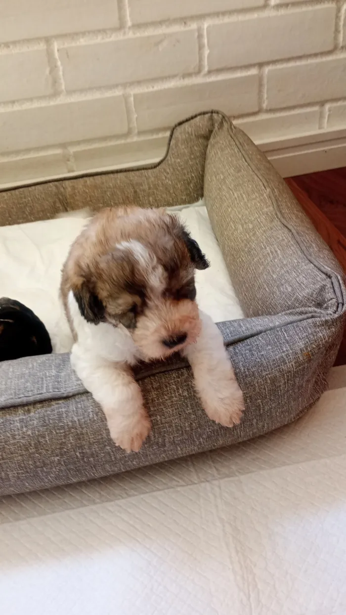 Cachorro raça SRD-ViraLata idade 2 a 6 meses nome Joca