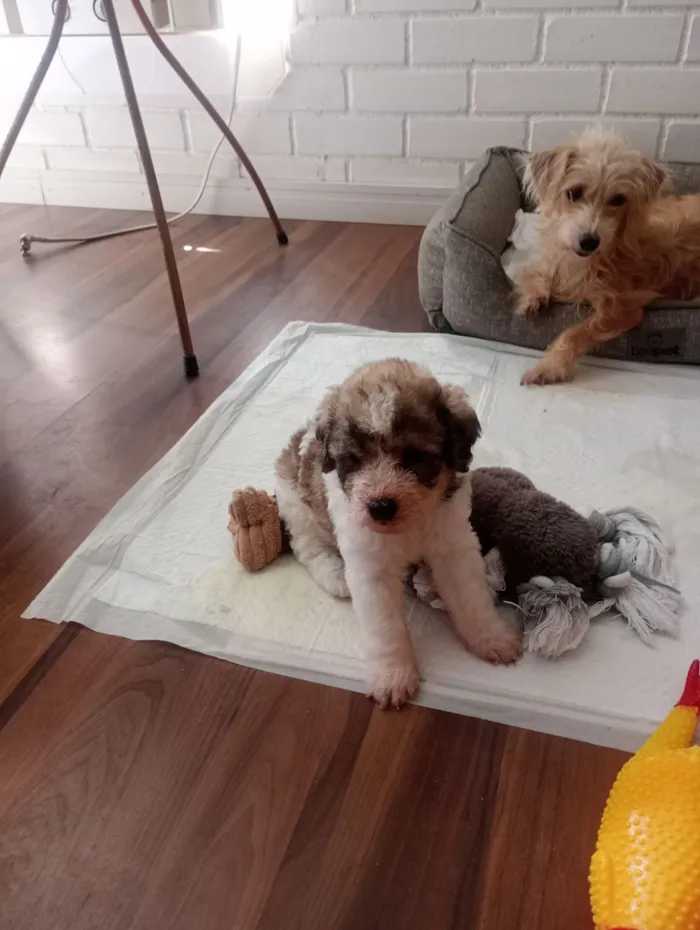 Cachorro raça SRD-ViraLata idade 2 a 6 meses nome Joca