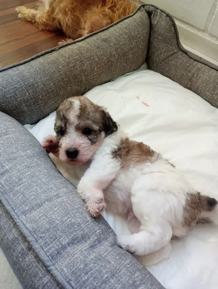 Cachorro raça SRD-ViraLata idade 2 a 6 meses nome Joca