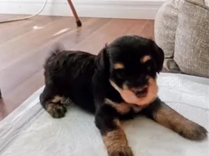 Cachorro raça SRD-ViraLata idade Abaixo de 2 meses nome Zeca