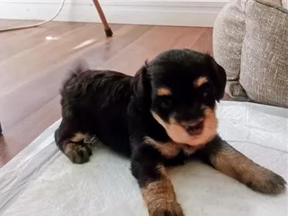 Cachorro raça SRD-ViraLata idade Abaixo de 2 meses nome Zeca