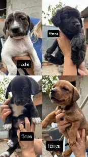 Cachorro raça SRD-ViraLata idade Abaixo de 2 meses nome sem nome