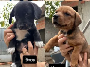 Cachorro raça SRD-ViraLata idade Abaixo de 2 meses nome sem nome