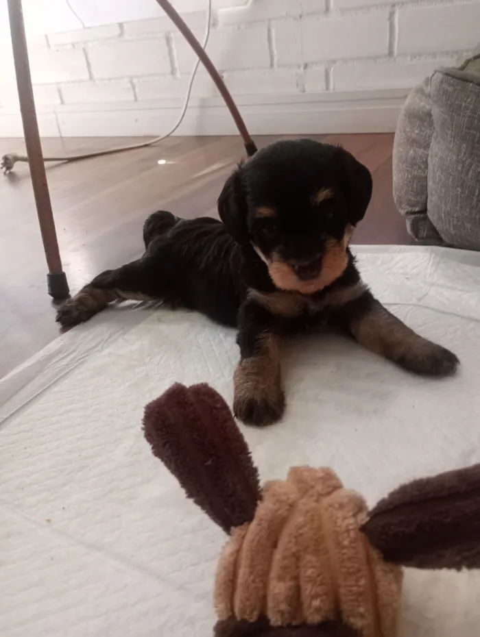 Cachorro raça SRD-ViraLata idade Abaixo de 2 meses nome Zeca