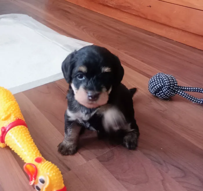 Cachorro raça SRD-ViraLata idade Abaixo de 2 meses nome Zeca