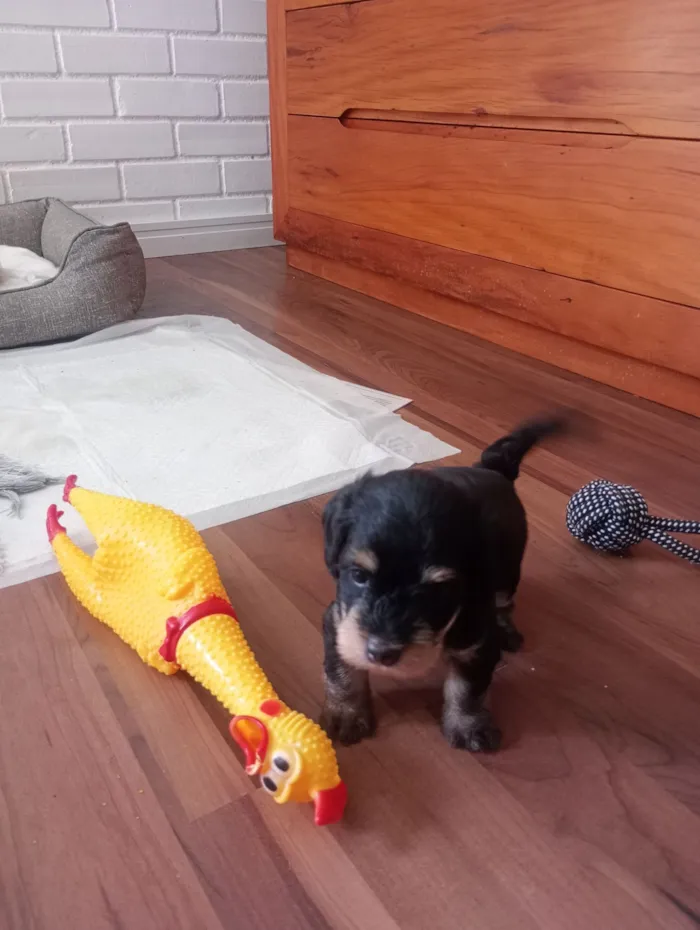 Cachorro raça SRD-ViraLata idade Abaixo de 2 meses nome Zeca