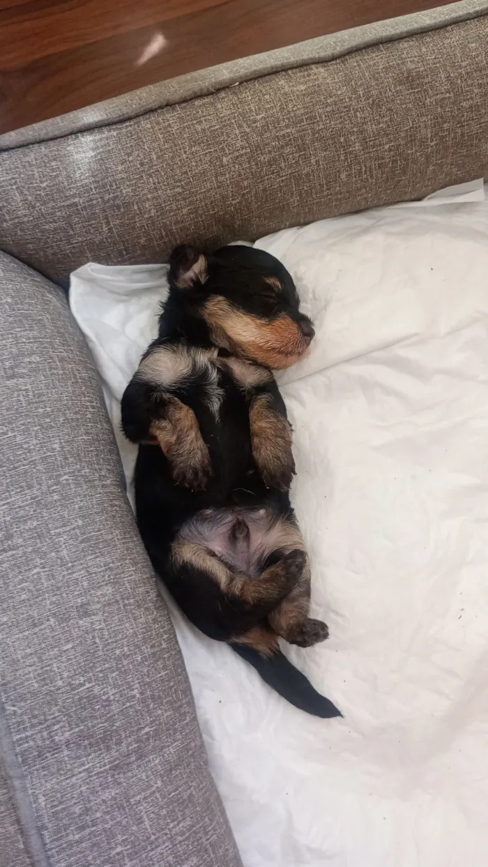 Cachorro raça SRD-ViraLata idade Abaixo de 2 meses nome Zeca