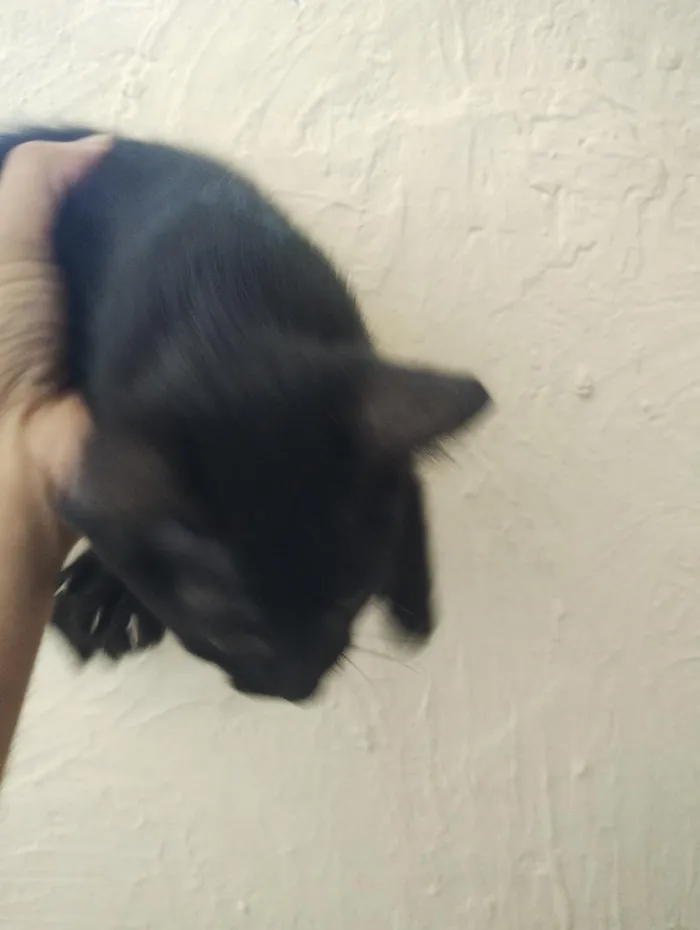 Gato raça SRD-ViraLata idade Abaixo de 2 meses nome gatinho 