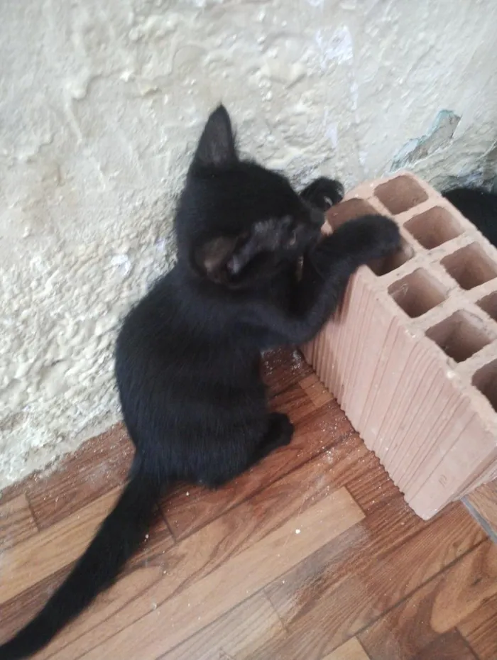 Gato raça SRD-ViraLata idade Abaixo de 2 meses nome gatinho 