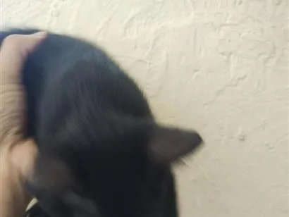 Gato raça SRD-ViraLata idade Abaixo de 2 meses nome gatinho 