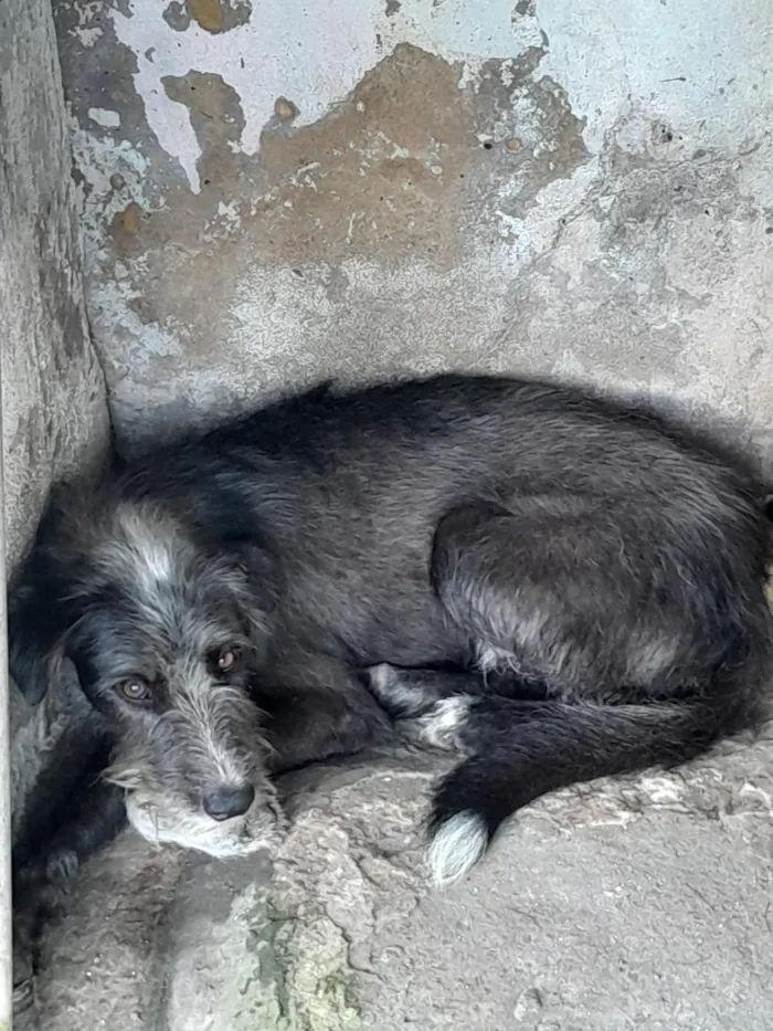 Cachorro raça SRD-ViraLata idade 2 anos nome Nino. Fofi , bico preto, mc floquinho e uva