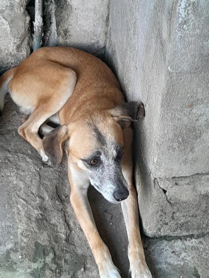 Cachorro raça SRD-ViraLata idade 2 anos nome Nino. Fofi , bico preto, mc floquinho e uva
