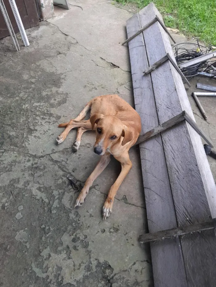 Cachorro raça SRD-ViraLata idade 2 anos nome Nino. Fofi , bico preto, mc floquinho e uva