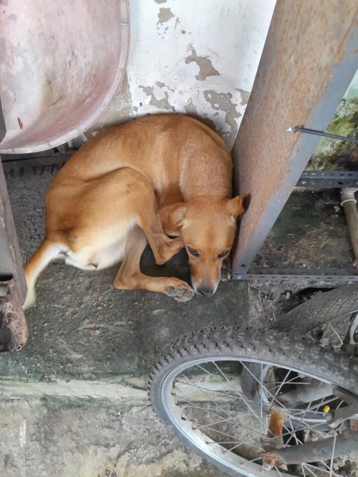 Cachorro raça SRD-ViraLata idade 2 anos nome Nino. Fofi , bico preto, mc floquinho e uva