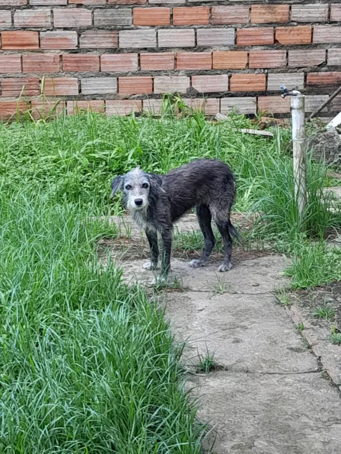 Cachorro raça SRD-ViraLata idade 2 anos nome Nino. Fofi , bico preto, mc floquinho e uva