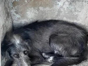 Cachorro raça SRD-ViraLata idade 2 anos nome Nino. Fofi , bico preto, mc floquinho e uva