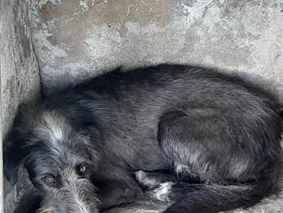 Cachorro raça SRD-ViraLata idade 2 anos nome Nino. Fofi , bico preto, mc floquinho e uva