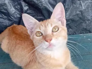 Gato raça SRD-ViraLata idade 2 a 6 meses nome teco e jade 